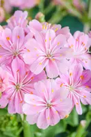 Lewisia Cotyledon (Bitterkruid) - afbeelding 28