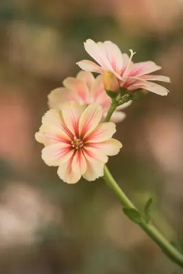Lewisia Cotyledon (Bitterkruid) - afbeelding 50