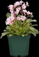 Lewisia Cotyledon (Bitterkruid) - afbeelding 46