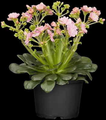 Lewisia Cotyledon (Bitterkruid) - afbeelding 23