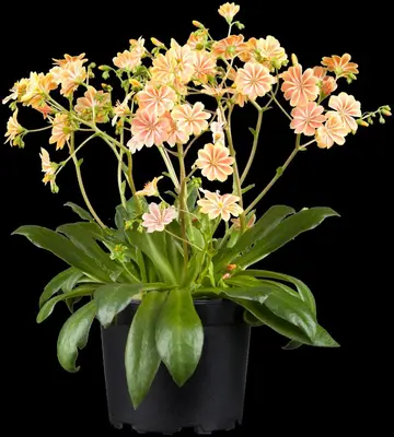 Lewisia Cotyledon (Bitterkruid) - afbeelding 20