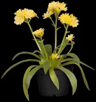 Lewisia Cotyledon (Bitterkruid) - afbeelding 43