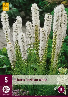 Liatris floristan white 5 stuks - afbeelding 1