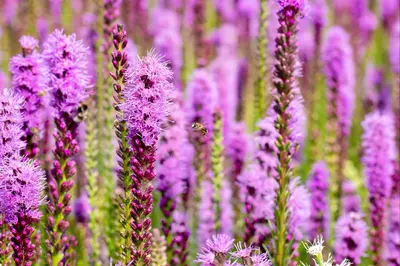 Liatris (Lampepoetser) - afbeelding 15