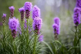 Liatris (Lampepoetser) - afbeelding 3