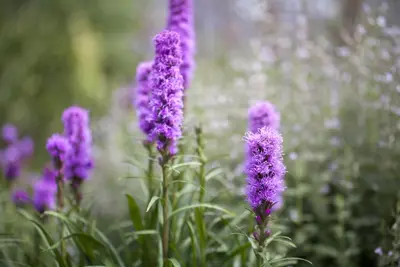 Liatris (Lampepoetser) - afbeelding 5