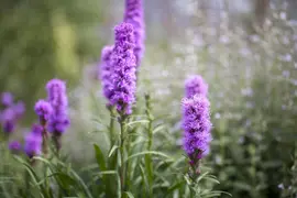 Liatris (Lampepoetser) - afbeelding 5