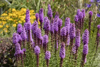 Liatris (Lampepoetser) - afbeelding 9
