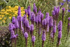Liatris (Lampepoetser) - afbeelding 9