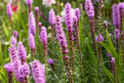 Liatris (Lampepoetser) - afbeelding 11