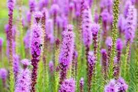 Liatris (Lampepoetser) - afbeelding 12