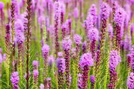 Liatris (Lampepoetser) - afbeelding 13