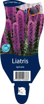 Liatris (Lampepoetser) - afbeelding 1