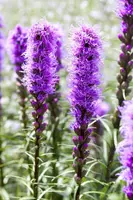 Liatris (Lampepoetser) - afbeelding 2