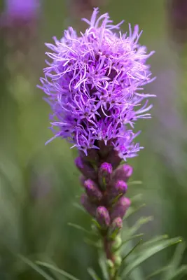 Liatris (Lampepoetser) - afbeelding 4