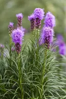 Liatris (Lampepoetser) - afbeelding 6