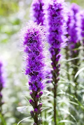 Liatris (Lampepoetser) - afbeelding 7