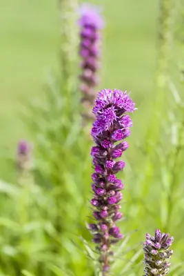 Liatris (Lampepoetser) - afbeelding 8