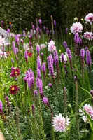 Liatris (Lampepoetser) - afbeelding 10