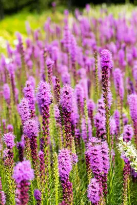 Liatris (Lampepoetser) - afbeelding 14
