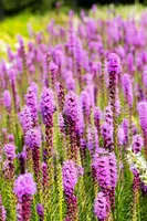 Liatris (Lampepoetser) - afbeelding 14
