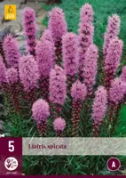 Liatris spicata 5 stuks - afbeelding 1