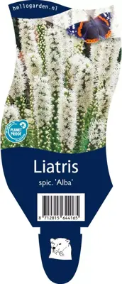 Liatris spicata 'Alba' (Lampepoetser) - afbeelding 1