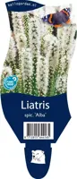 Liatris spicata 'Alba' (Lampepoetser) - afbeelding 1