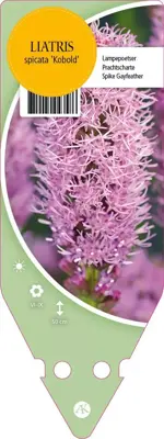 Liatris Spicata Kobold (Lampenpoetser) - afbeelding 1