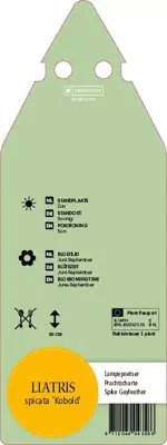 Liatris Spicata Kobold (Lampenpoetser) - afbeelding 2