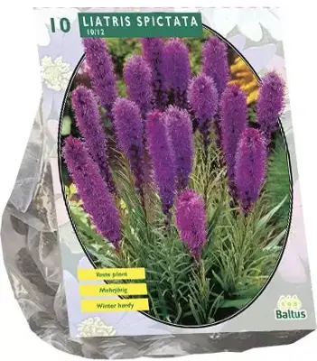 Liatris spicata paars 10 stuks - afbeelding 1