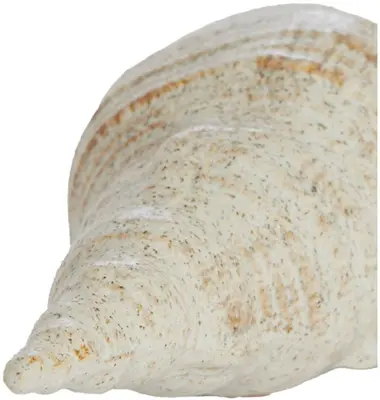 Light & Living ornament keramiek schelp 27.5x12.5x9cm beige - afbeelding 2