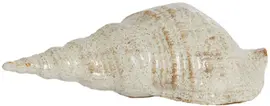 Light & Living ornament keramiek schelp 27.5x12.5x9cm beige - afbeelding 1