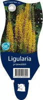 Ligularia przewalskii (Kruiskruid) - afbeelding 1