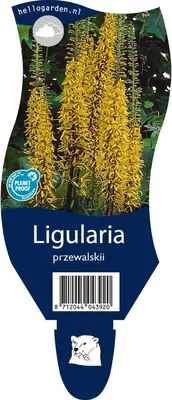 Ligularia przewalskii (Kruiskruid) - afbeelding 1