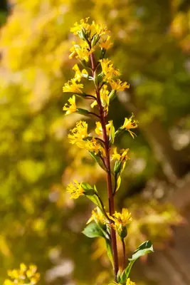 Ligularia przewalskii (Kruiskruid) - afbeelding 2