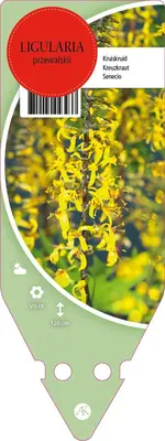 Ligularia Przewalskii (Tongkruiskruid) - afbeelding 1