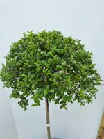 Ligustrum ionandrum - afbeelding 2