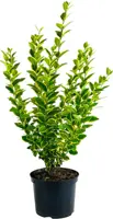 Ligustrum ovalifolium 'Aureum' (Liguster) 60cm - afbeelding 1