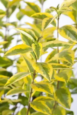 Ligustrum ovalifolium 'Aureum' (Liguster) 60cm - afbeelding 3