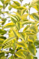 Ligustrum ovalifolium 'Aureum' (Liguster) 60cm - afbeelding 3