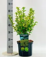 Ligustrum ovalifolium 'Aureum' (Liguster) 60cm - afbeelding 2