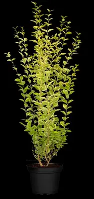 Ligustrum ovalifolium 'Aureum' (Tongkruiskruid 'Aureum') - afbeelding 16