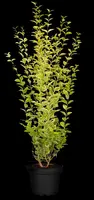 Ligustrum ovalifolium 'Aureum' (Tongkruiskruid 'Aureum') - afbeelding 16