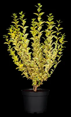 Ligustrum ovalifolium 'Aureum' (Tongkruiskruid 'Aureum') - afbeelding 14