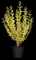 Ligustrum ovalifolium 'Aureum' (Tongkruiskruid 'Aureum') - afbeelding 14