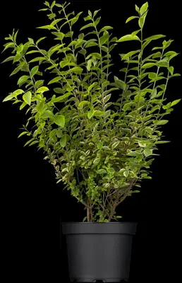 Ligustrum ovalifolium 'Aureum' (Tongkruiskruid 'Aureum') - afbeelding 4
