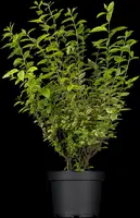 Ligustrum ovalifolium 'Aureum' (Tongkruiskruid 'Aureum') - afbeelding 4