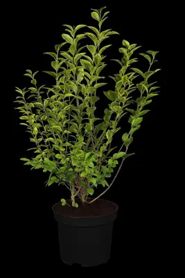 Ligustrum ovalifolium 'Aureum' (Tongkruiskruid 'Aureum') - afbeelding 1