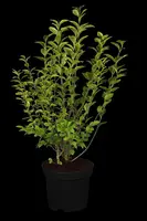 Ligustrum ovalifolium 'Aureum' (Tongkruiskruid 'Aureum') - afbeelding 1